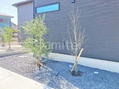 シンボルツリー オリーブ アオダモ