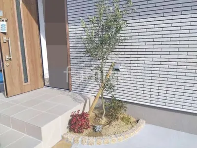 シンボルツリー オリーブ 常緑樹 植栽