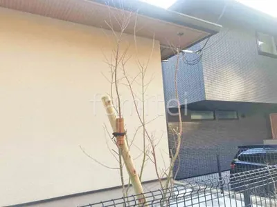 シンボルツリー イロハモミジ 落葉樹 植栽