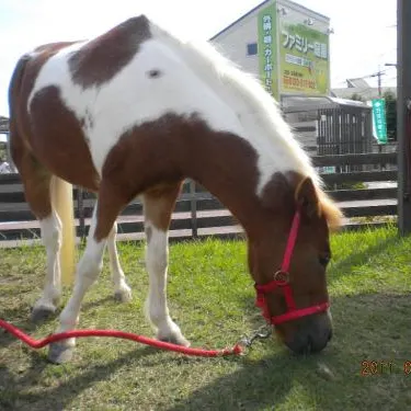 ポーニーとアンパンマンが来ましたよ〜♪