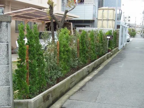 生垣:山茶花・カイズカ