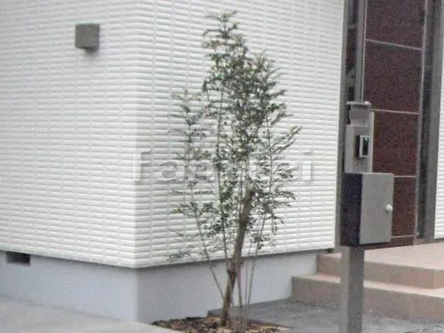 シンボルツリー シマトネリコ 常緑樹 植栽