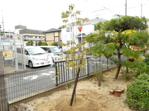 シンボルツリー ハナミズキ(ピンク) 落葉樹 植栽