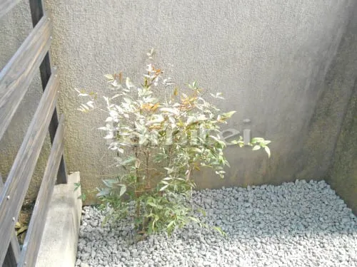 常緑樹 ナンテン 低木 植栽