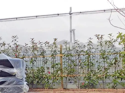 生垣 レッドロビン 常緑低木 植栽