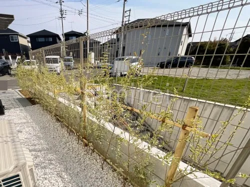 アオダモ 植栽 生垣 シルバープリペット