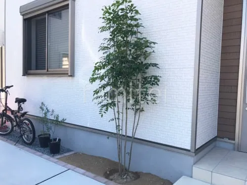 シンボルツリー シマトネリコ 常緑樹 植栽