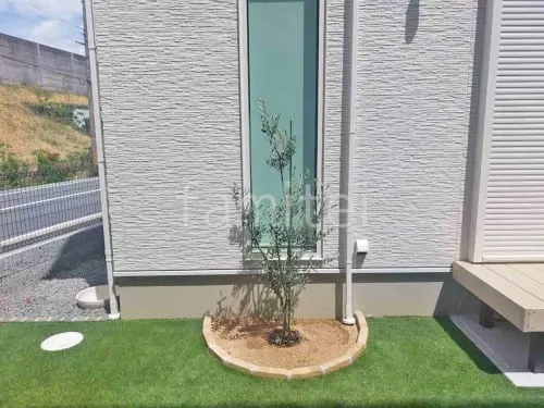 シンボルツリー オリーブ 常緑樹 植栽