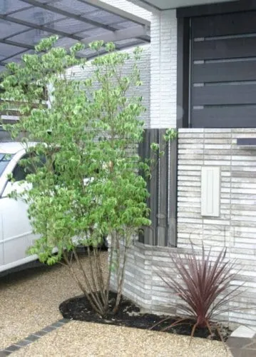シンボルツリー 植栽/ハナミズキ落葉樹の外構施工例（現場番号