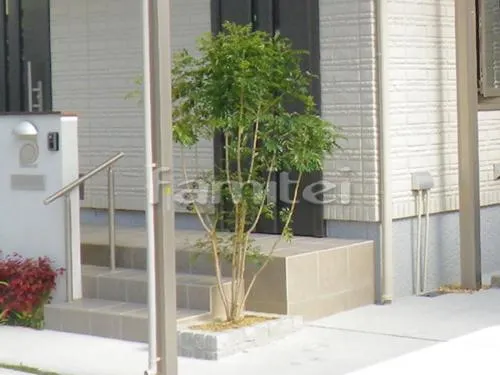 玄関まわり植栽 オタフクナンテン(お多福ナンテン) シャガ