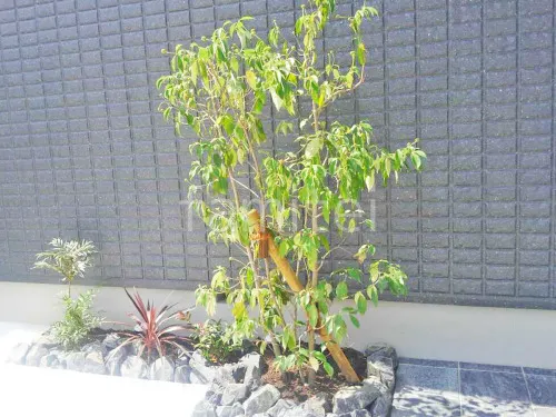 さきぽよ  流木ツリー 施工付き植木シンボルツリー 樹高2.0m以下 カラタネオガタマhnw1
