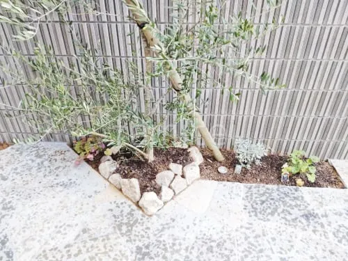 シンボルツリー オリーブ 常緑樹 植栽