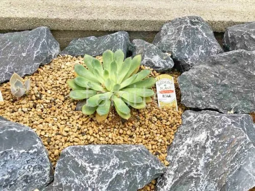下草 植栽