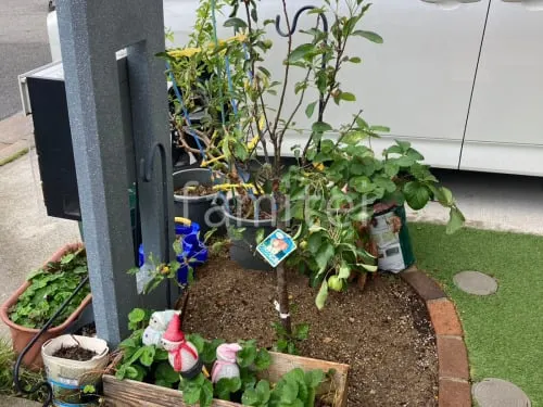 既存植栽移植