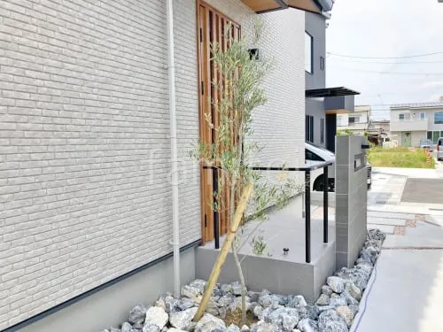 シンボルツリー オリーブ 常緑樹 植栽