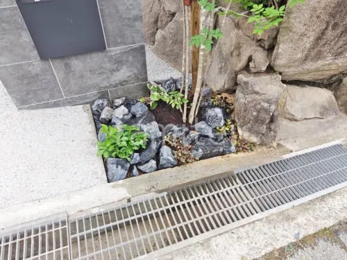 ロックガーデン ユニソン ワズロック アオバ