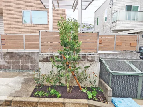 シンボルツリー ソヨゴ 常緑樹 植栽