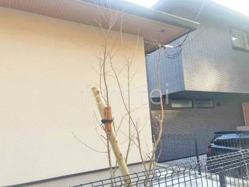 シンボルツリー イロハモミジ 落葉樹 植栽