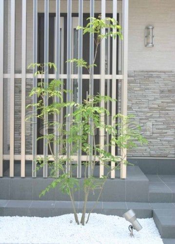 玄関目隠し　角柱＆シンボルツリー