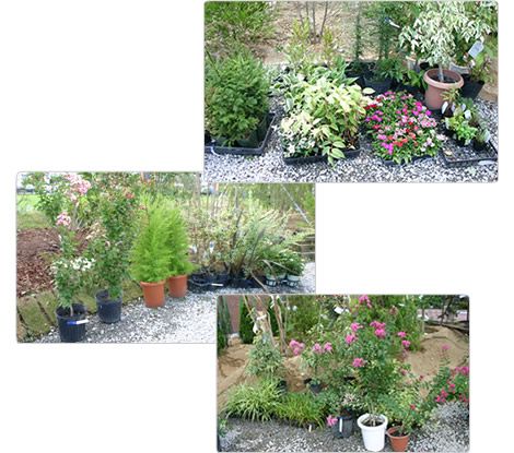 植木の展示・即売