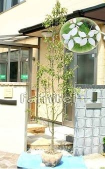 人気シンボルツリー　ホンコンエンシス