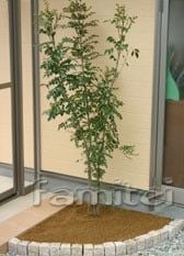 シンボルツリー　下草無し