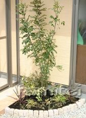 シンボルツリー　下草有り