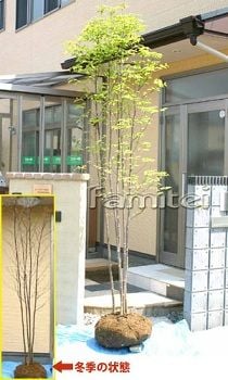 人気シンボルツリ ヤマボウシ