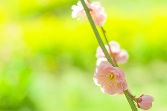 春が来そうですね…のイメージ