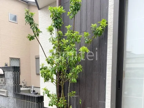 泉大津市 植栽