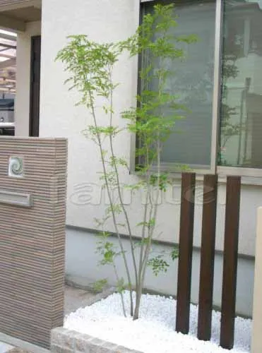 シンボルツリー　植栽/シマトネリコ常緑樹×角柱