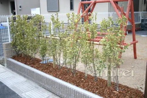 生垣　植栽:斑入りマサキ DIY木製ブランコプレゼント